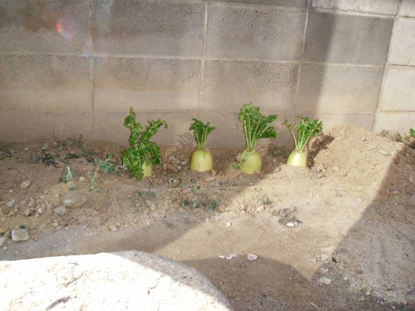 最新のアルバム