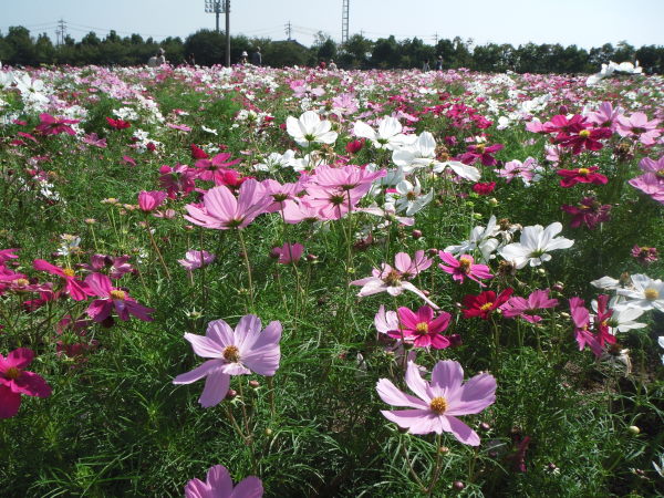 最新のアルバム