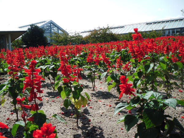 最新のアルバム