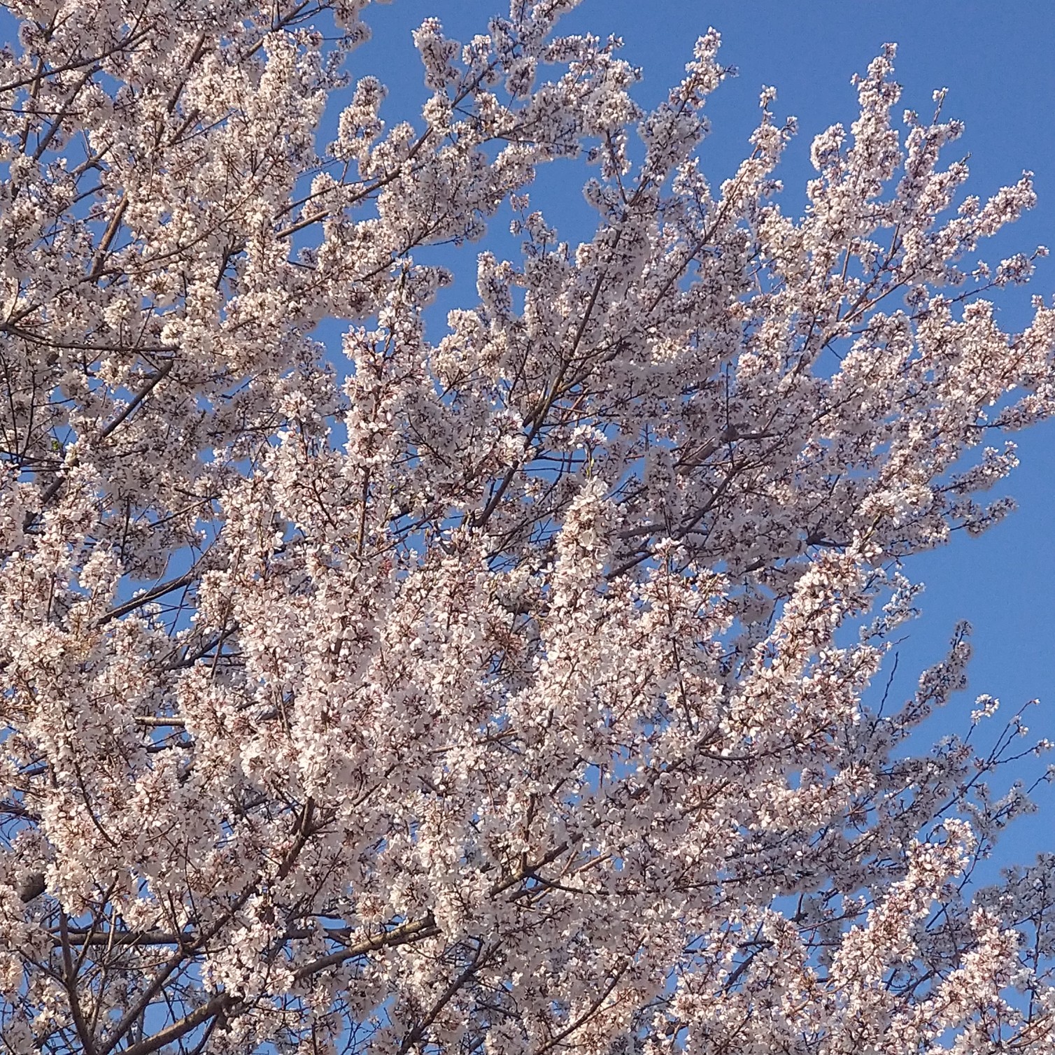 お花見