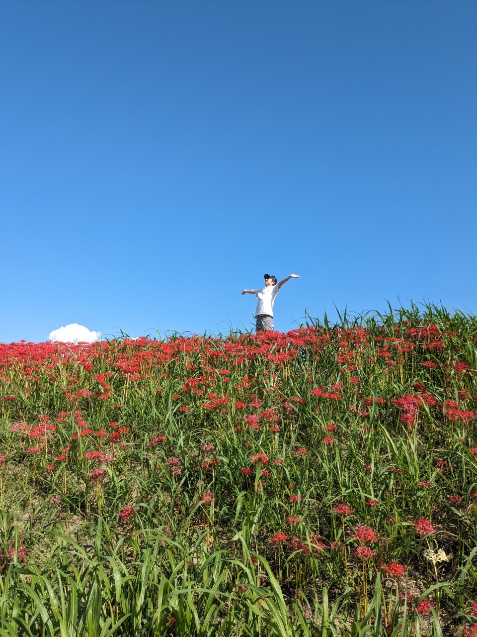 矢勝川堤の彼岸花