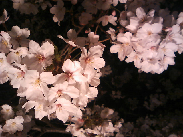 桜 満開宣言!!