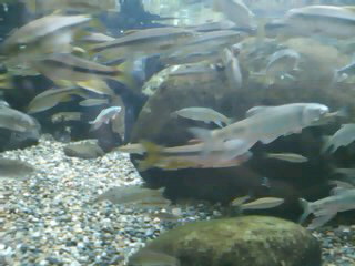 川魚