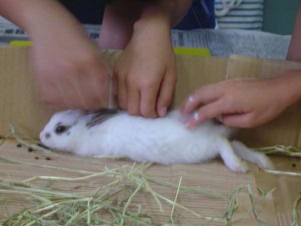 ぴょん吉　ペッチャンコ…