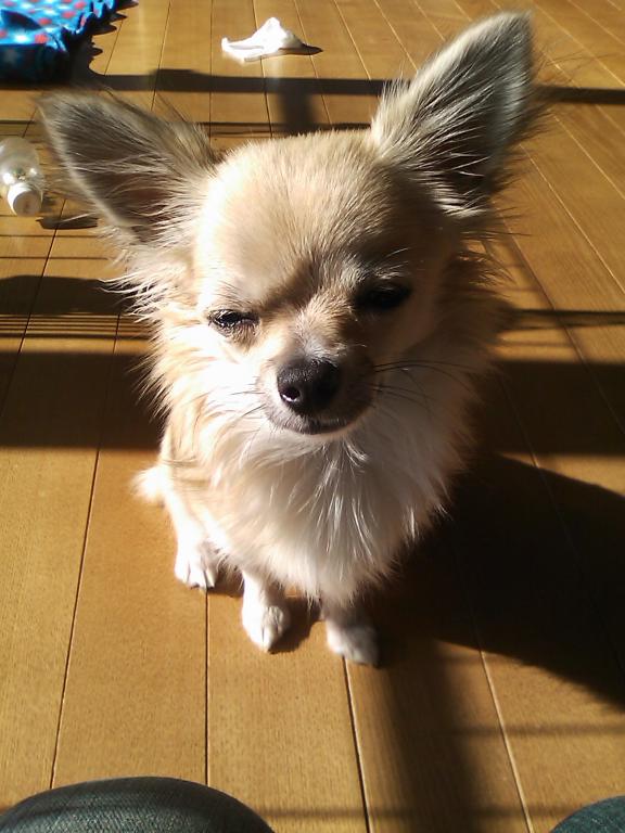 そして、犬を飼う・・・