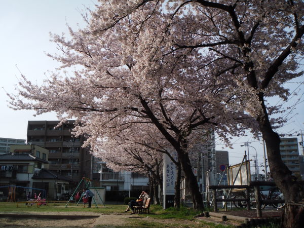 勝川駅裏の桜